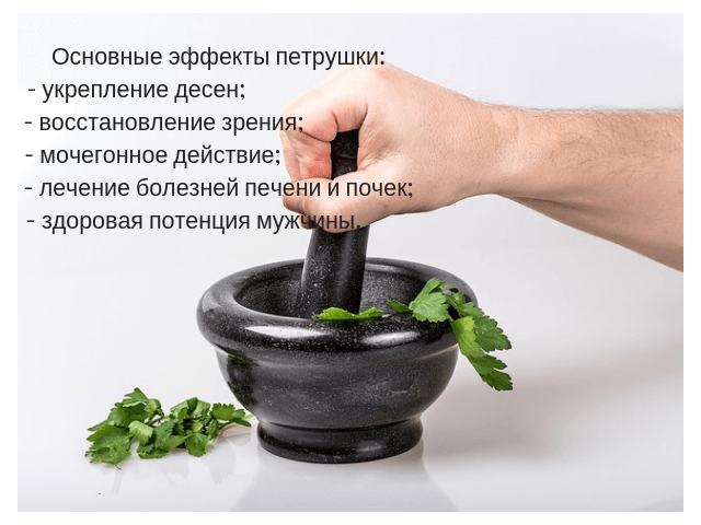 Что полезного в петрушке и укропе для мужского организма?