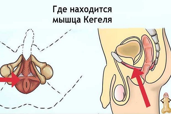 Мышца